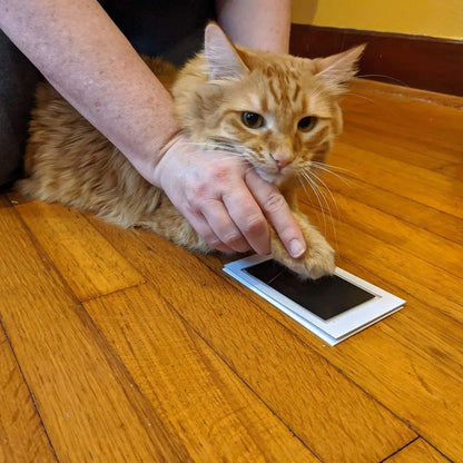 PawMuse Impression Kit image 3